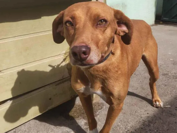 Cachorro raça SRD-ViraLata idade 4 anos nome Thor