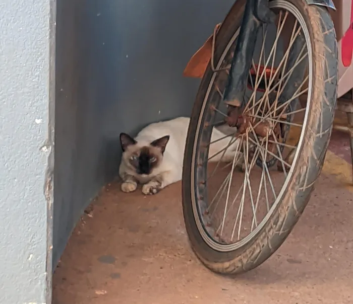 Gato raça Siamês idade 7 a 11 meses nome sem nome