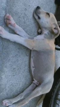 Cachorro raça SRD-ViraLata idade 2 a 6 meses nome Sem nome 