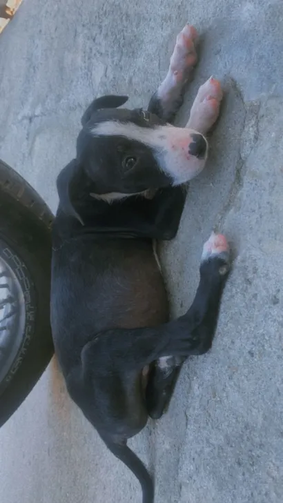 Cachorro raça SRD-ViraLata idade 2 a 6 meses nome Sem nome 