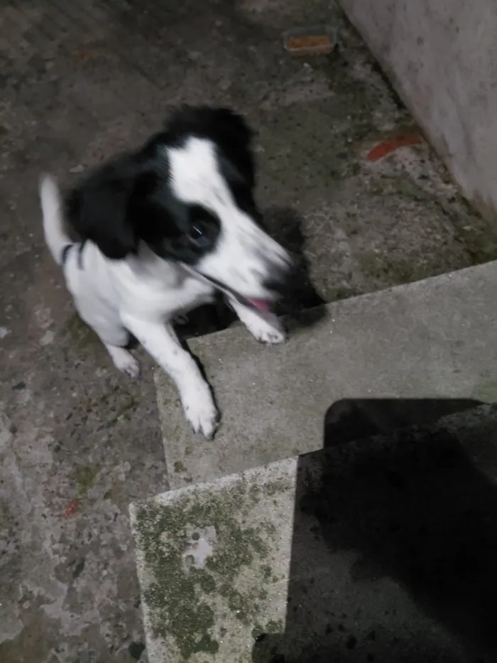 Cachorro raça SRD-ViraLata idade 2 a 6 meses nome BOB