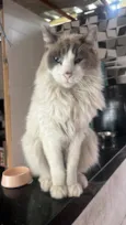 Gato raça SRD-ViraLata idade 6 ou mais anos nome Floquinho 