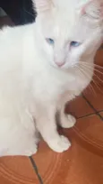 Gato raça SRD-ViraLata idade 6 ou mais anos nome Ratinho branco 