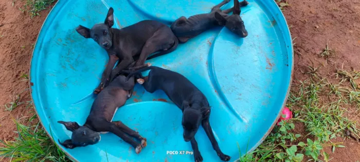 Cachorro raça SRD-ViraLata idade 2 a 6 meses nome Pretinhos 