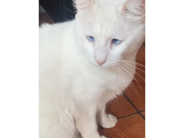 Gato raça SRD-ViraLata idade 6 ou mais anos nome Ratinho branco 