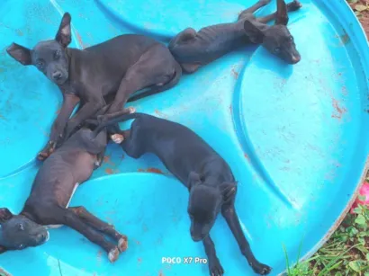 Cachorro raça SRD-ViraLata idade 2 a 6 meses nome Pretinhos 