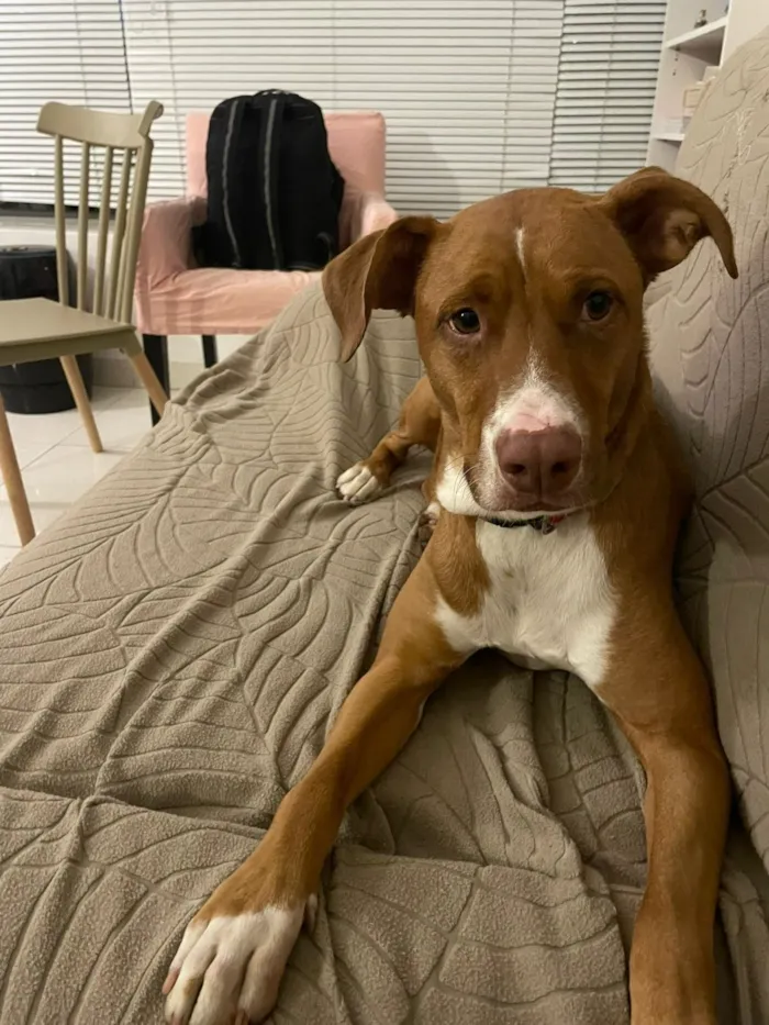 Cachorro raça SRD-ViraLata idade 3 anos nome LUKE