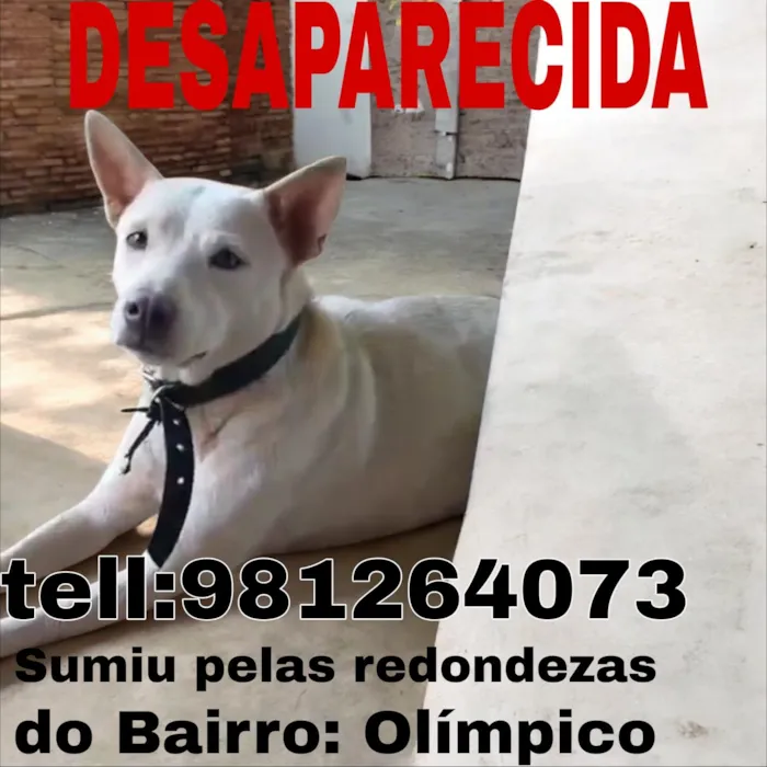 Cachorro raça SRD-ViraLata idade 2 anos nome Lessi