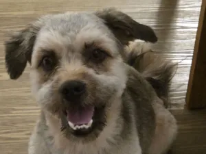 Cachorro raça SRD-ViraLata idade 1 ano nome Paçoca 