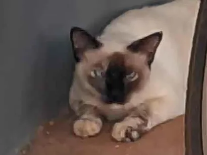Gato raça Siamês idade 7 a 11 meses nome sem nome