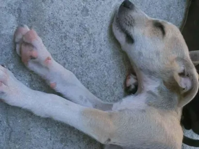 Cachorro raça SRD-ViraLata idade 2 a 6 meses nome Sem nome 