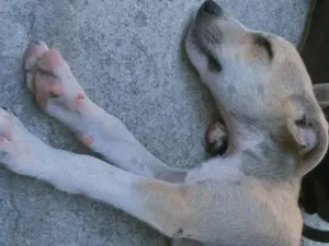 Cachorro raça SRD-ViraLata idade 2 a 6 meses nome Sem nome 