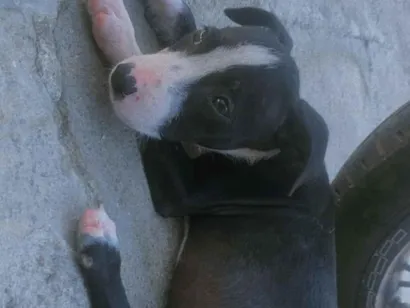 Cachorro raça SRD-ViraLata idade 2 a 6 meses nome Sem nome 