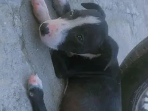 Cachorro raça SRD-ViraLata idade 2 a 6 meses nome Sem nome 