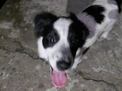 Cachorro raça SRD-ViraLata idade 2 a 6 meses nome BOB