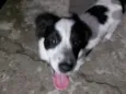 Cachorro raça SRD-ViraLata idade 2 a 6 meses nome BOB