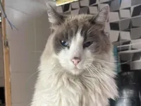 Gato raça SRD-ViraLata idade 6 ou mais anos nome Floquinho 