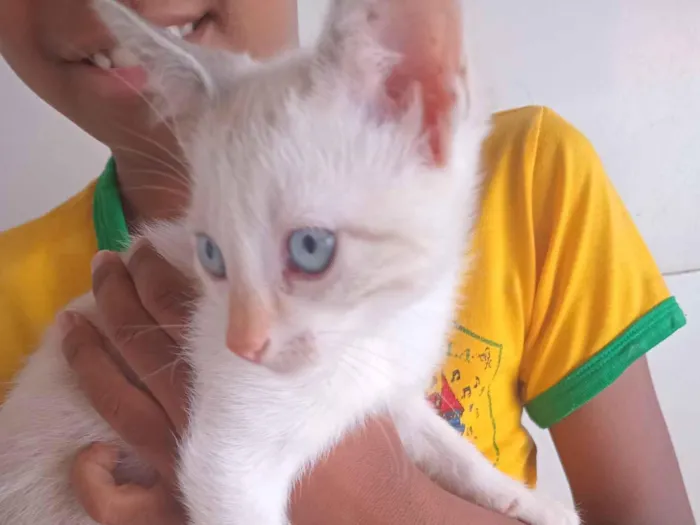 Gato raça Siamês idade 2 a 6 meses nome Cate