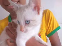Gato raça Siamês idade 2 a 6 meses nome Cate