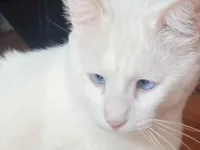 Gato raça SRD-ViraLata idade 6 ou mais anos nome Ratinho branco 