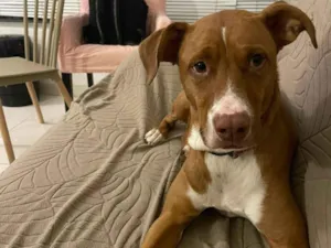 Cachorro raça SRD-ViraLata idade 3 anos nome LUKE