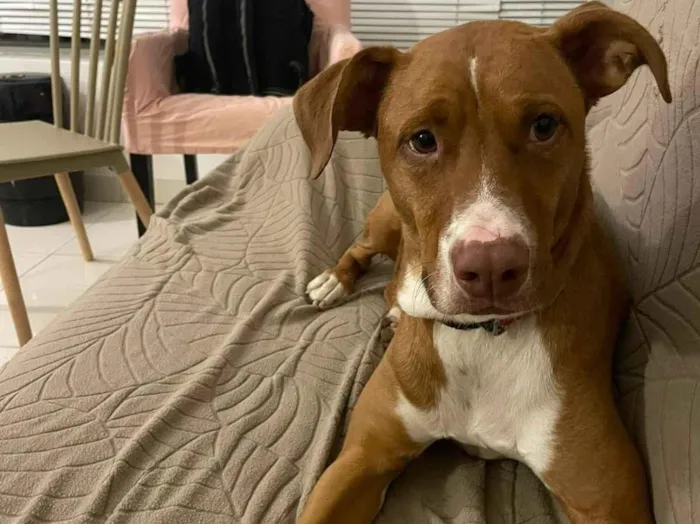 Cachorro raça SRD-ViraLata idade 3 anos nome LUKE