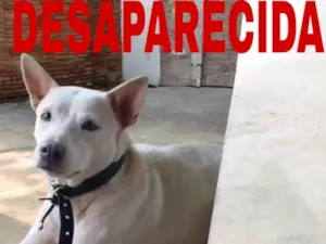 Cachorro raça SRD-ViraLata idade 2 anos nome Lessi