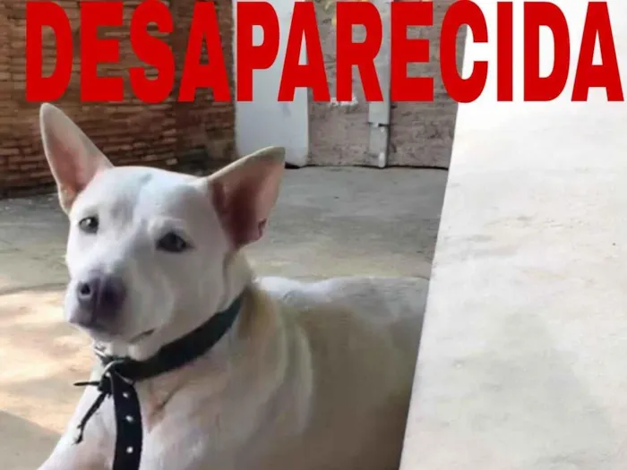 Cachorro raça SRD-ViraLata idade 2 anos nome Lessi