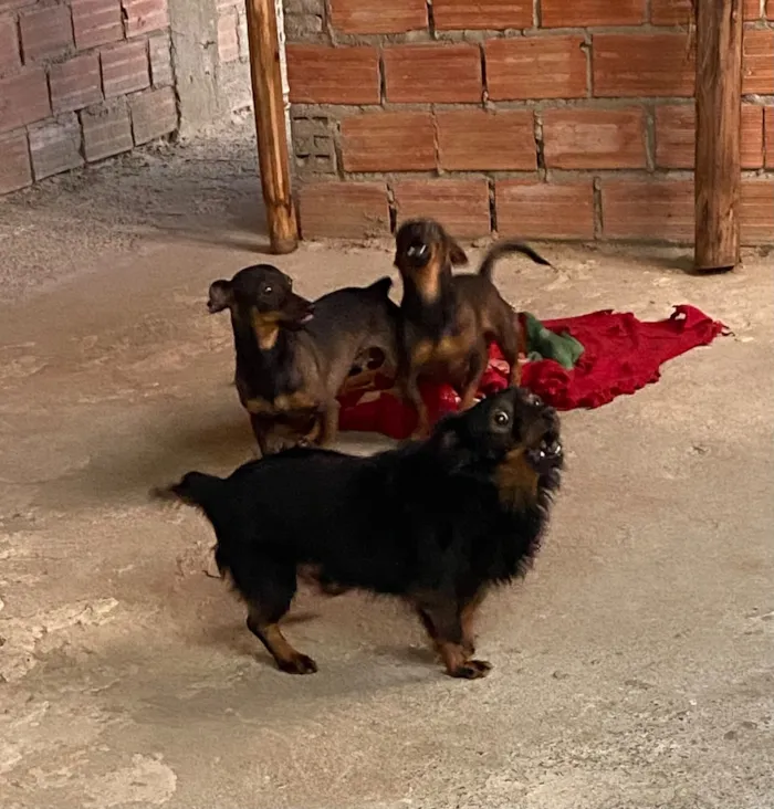 Cachorro raça SRD-ViraLata idade 7 a 11 meses nome Sem nomes 