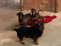 Cachorro raça SRD-ViraLata idade 7 a 11 meses nome Sem nomes 