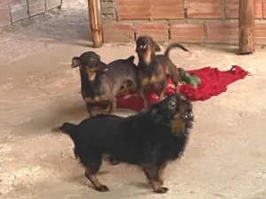 Cachorro raça SRD-ViraLata idade 7 a 11 meses nome Sem nomes 