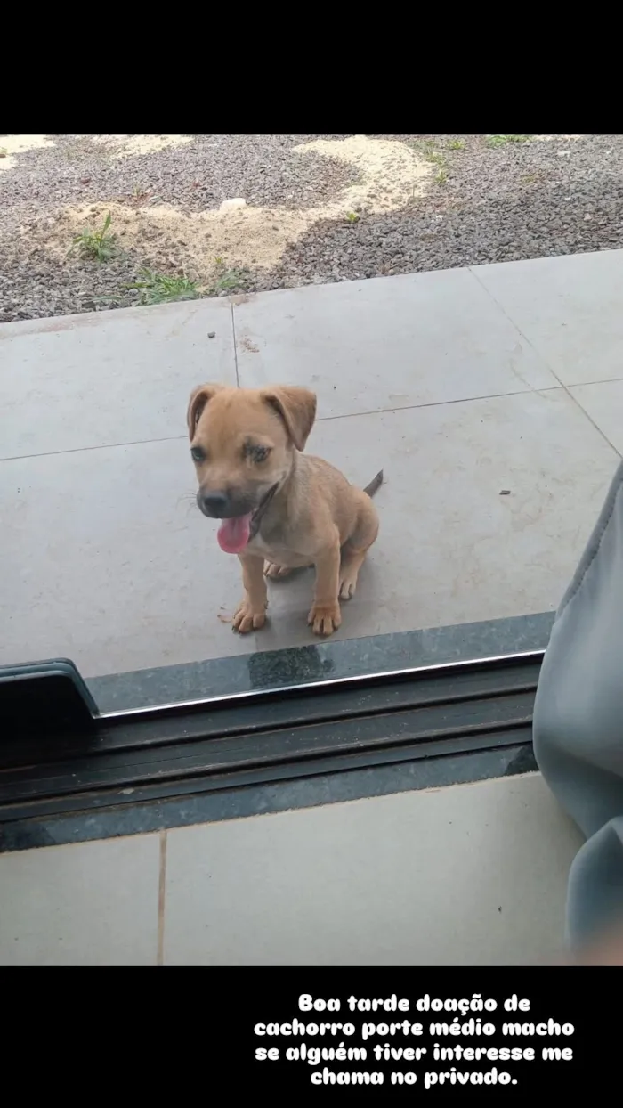 Cachorro raça SRD-ViraLata idade 2 a 6 meses nome Lucky 