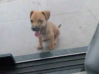 Cachorro raça SRD-ViraLata idade 2 a 6 meses nome Lucky 