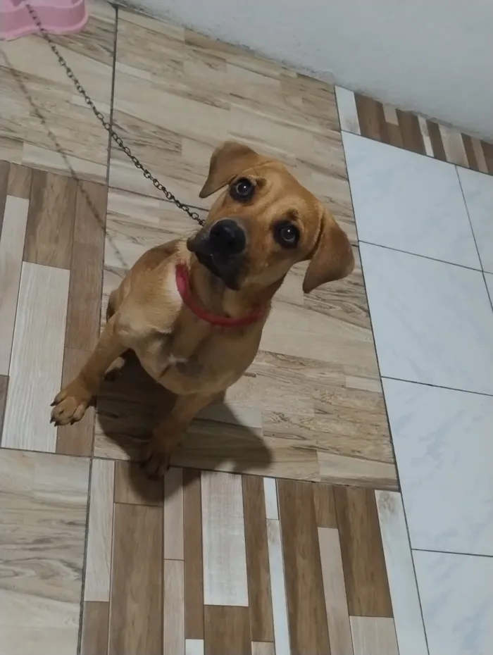 Cachorro raça Labrador idade 7 a 11 meses nome Zara