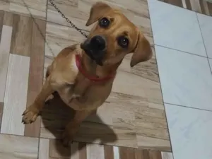 Cachorro raça Labrador idade 7 a 11 meses nome Zara