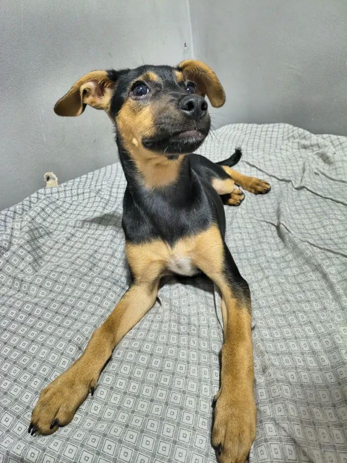 Cachorro raça SRD-ViraLata idade 2 a 6 meses nome Diana
