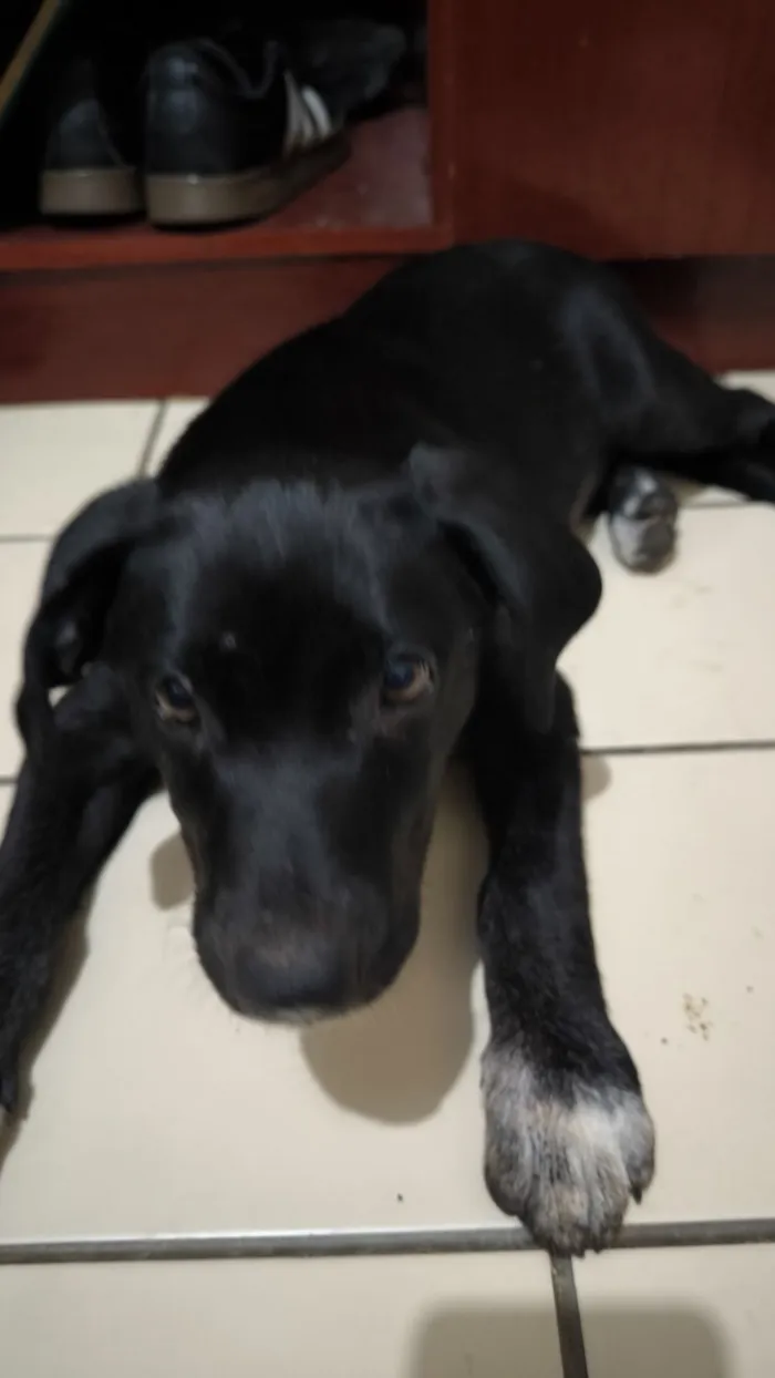 Cachorro raça SRD-ViraLata idade 2 a 6 meses nome Madalena 
