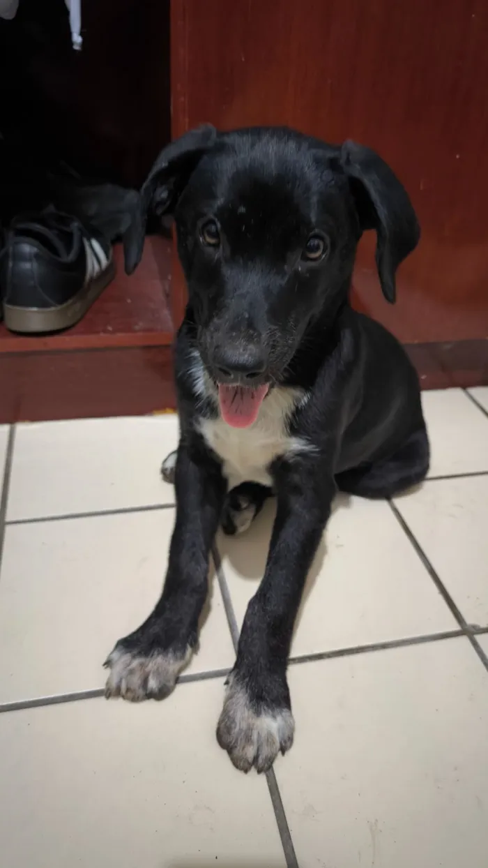 Cachorro raça SRD-ViraLata idade 2 a 6 meses nome Madalena 