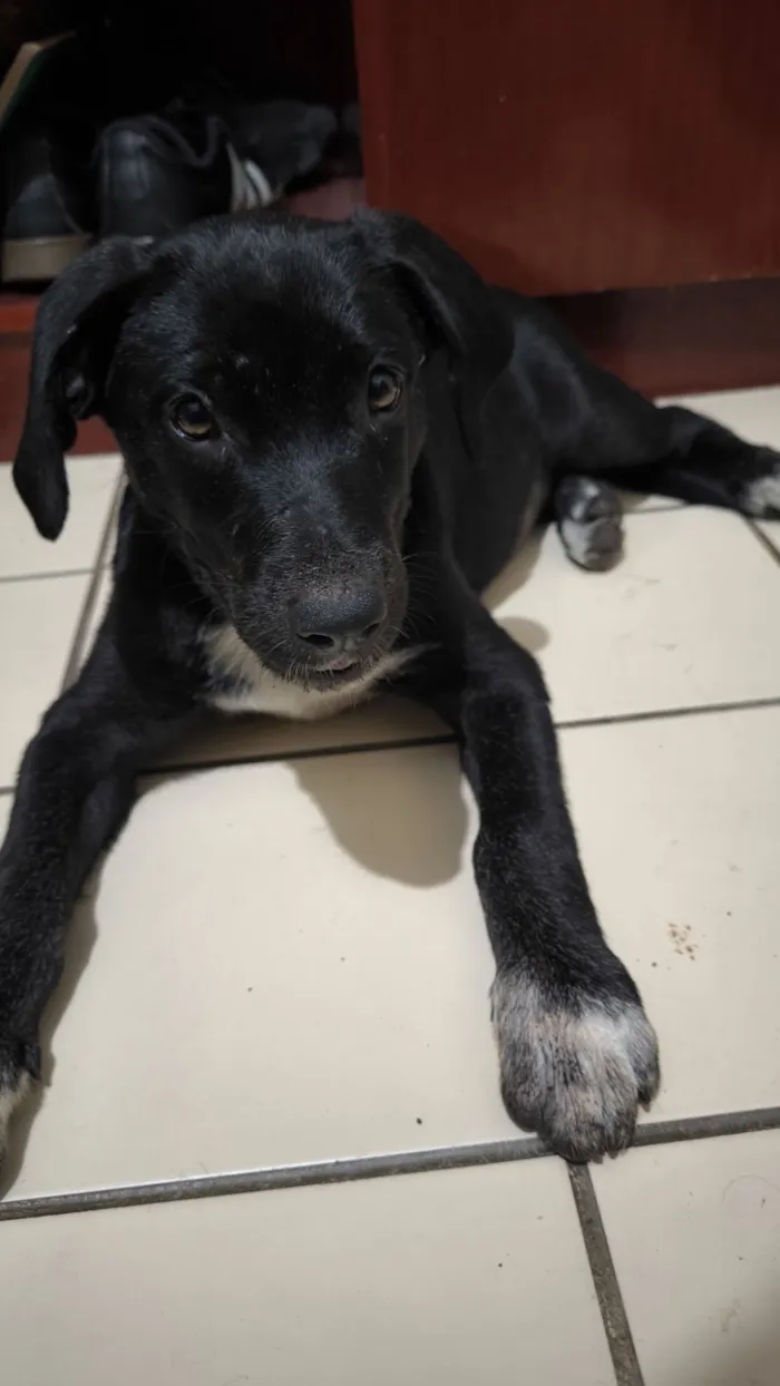 Cachorro raça SRD-ViraLata idade 2 a 6 meses nome Madalena 