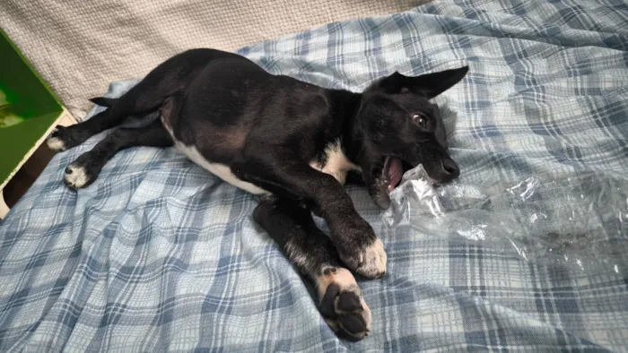 Cachorro raça SRD-ViraLata idade 2 a 6 meses nome Madalena 