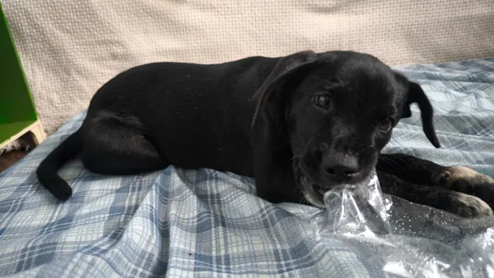 Cachorro raça SRD-ViraLata idade 2 a 6 meses nome Madalena 