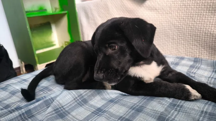 Cachorro raça SRD-ViraLata idade 2 a 6 meses nome Madalena 