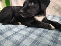 Cachorro raça SRD-ViraLata idade 2 a 6 meses nome Madalena 