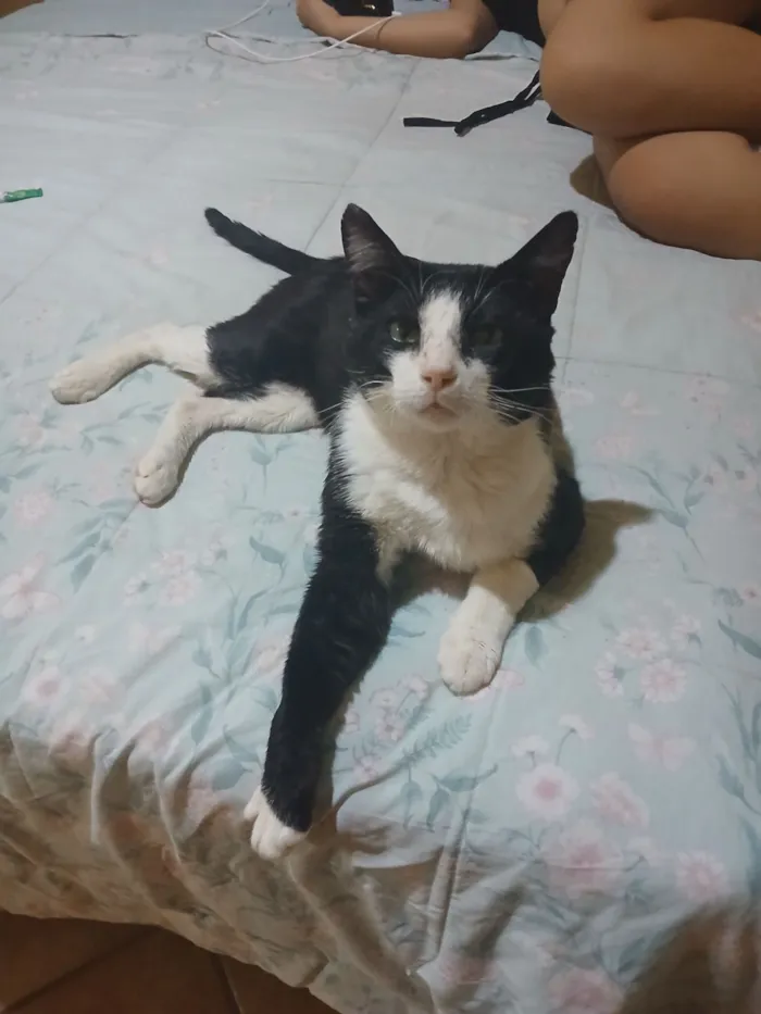 Gato raça SRD-ViraLata idade 1 ano nome Ainda não tem 