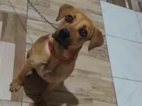 Cachorro raça Labrador idade 7 a 11 meses nome Zara 