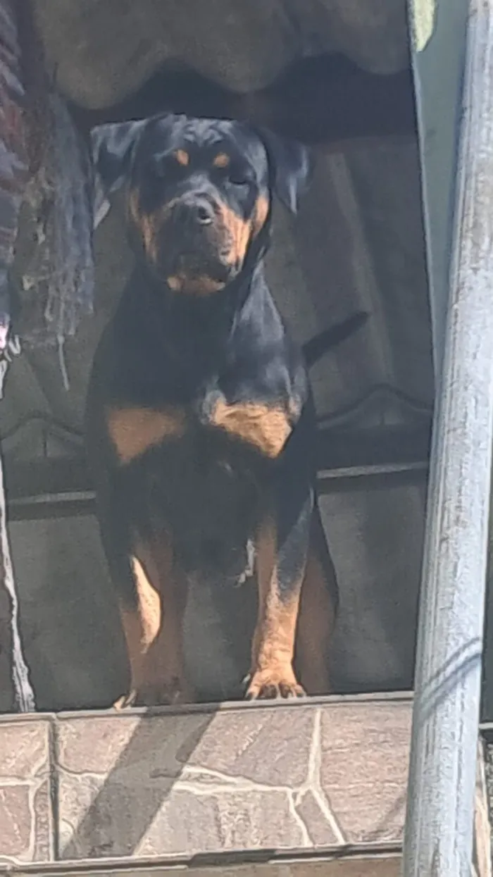Cachorro raça Rottweiler idade 2 anos nome Alana