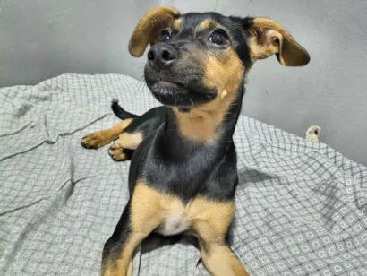 Cachorro raça SRD-ViraLata idade 2 a 6 meses nome Diana