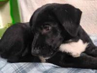 Cachorro raça SRD-ViraLata idade 2 a 6 meses nome Madalena 