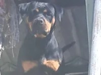 Cachorro raça Rottweiler idade 2 anos nome Alana