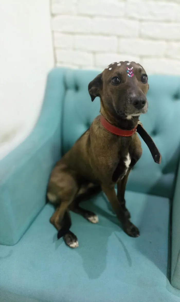 Cachorro raça SRD-ViraLata idade 2 anos nome Ritinha 